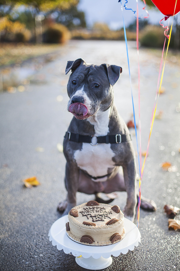 Pit bull/Boxer mix with tongue out