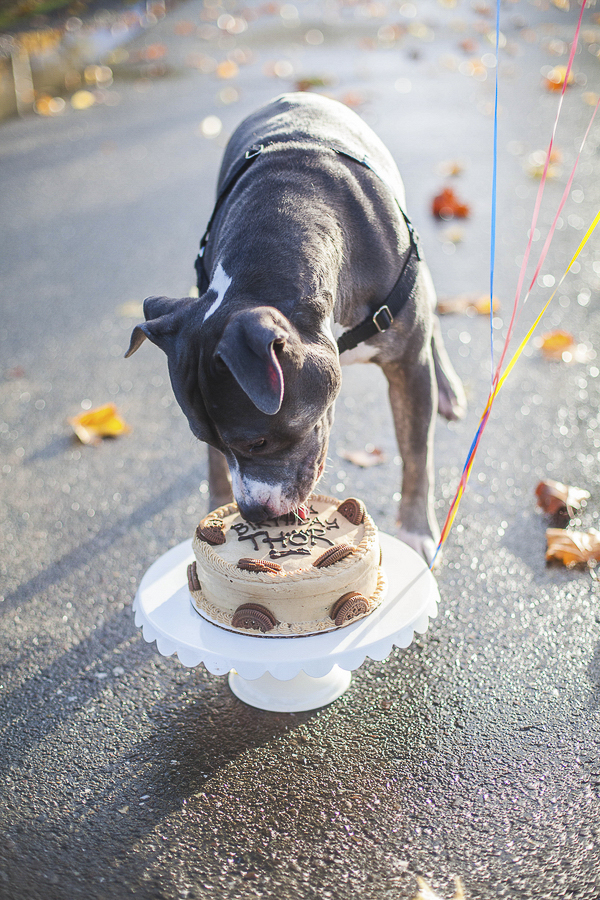 dog eating birthday cake, Happy Birthday Thor! © Kimberly Macdonald Photography