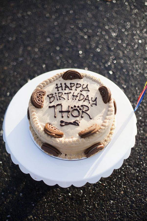 birthday cake for dogs, Three Dog Bakery, pittie party | © Kimberly Macdonald Photography