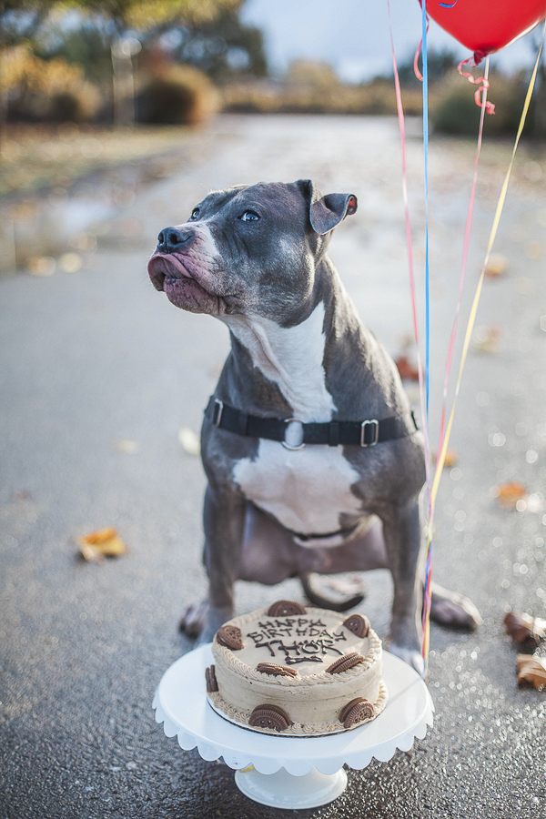 © Kimberly Macdonald Photography | Pittie party, dog birthday cake