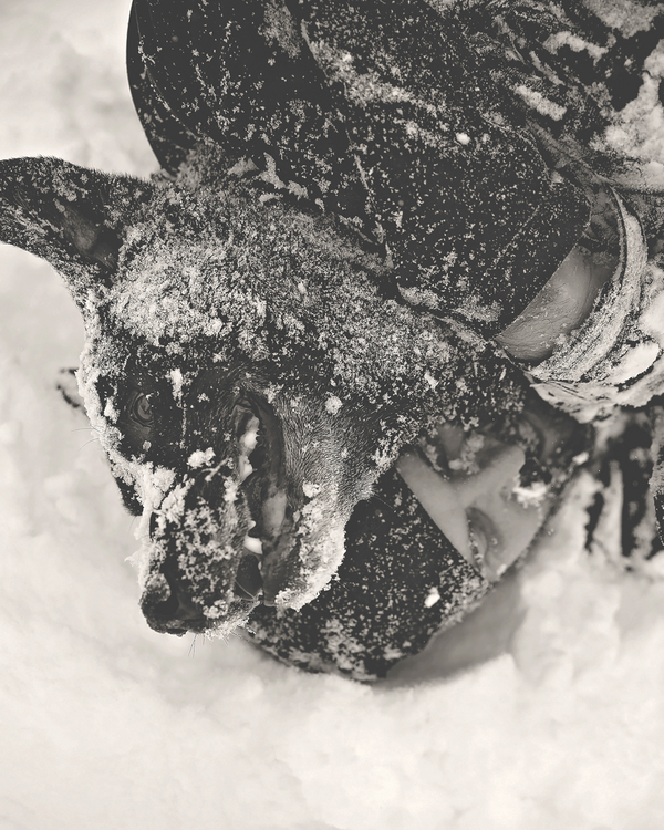 © Seraphim Fire Photography | dog, man snow play