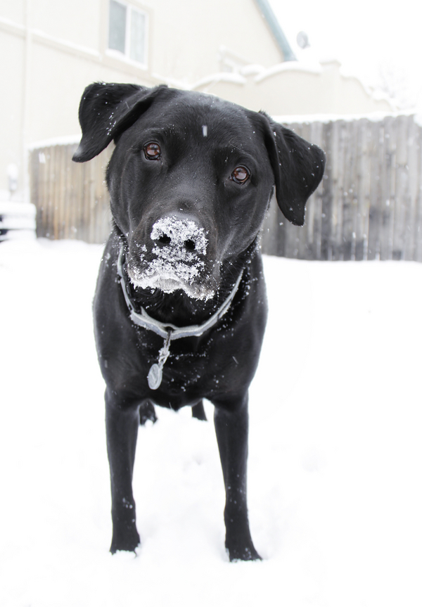 © Seraphim Fire Photography | snow covered nose dog photo, black Lab/Rottie mix © Seraphim Fire Photography
