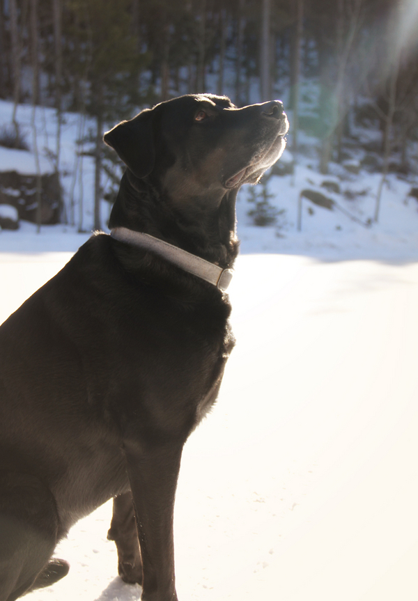 © Seraphim Fire Photography, Rottweiler mix in sunshine, snow dog