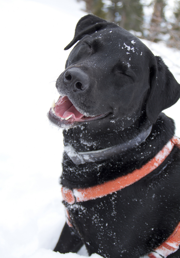 black dog smiling, snow dog, © Seraphim Fire Photography
