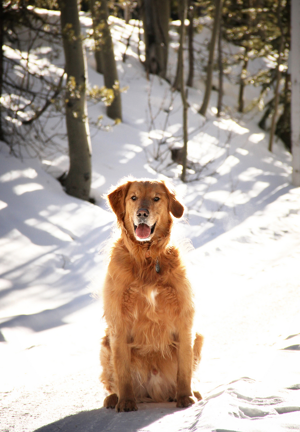 © Seraphim Fire Photography | snow dog portrait, Bear-in-the-woods, Golden-Retriever