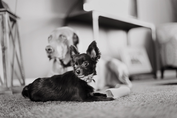 dog bffs, Weimaraner and Chihuahua, lifestyle dog photography