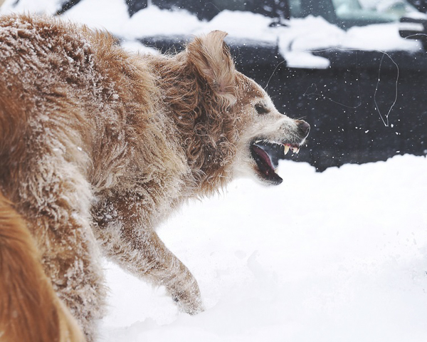 Colorado dog photography, snowy Golden Retriever © Seraphim Fire Photography