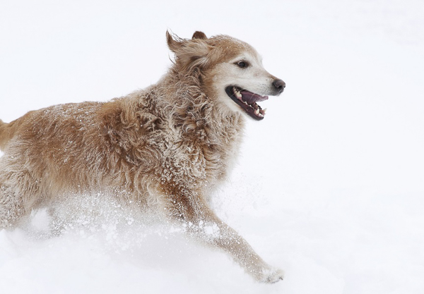 snowy dog portraits