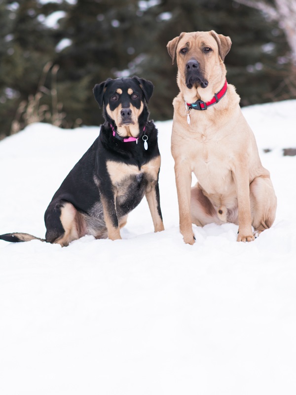 Adoptable Littermates available from Freedom Dog Rescue