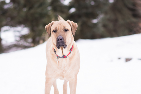 Handsome dog in snow, Japanese Tosa cross, Mixed breed