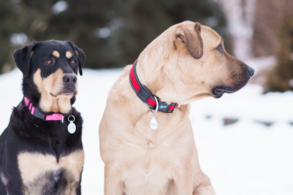 Freedom Dog Rescue-available dogs, fostering saves lives