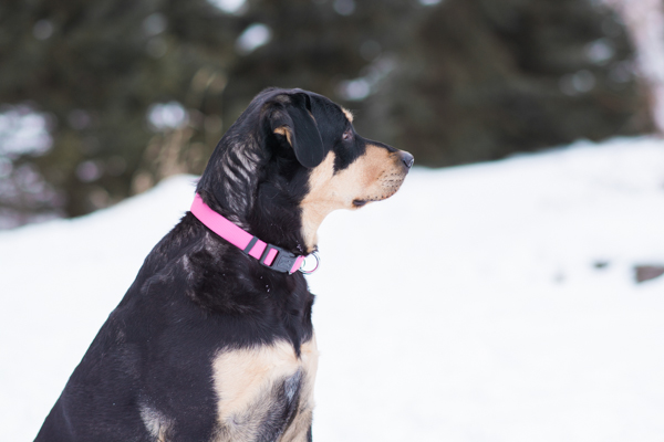 Rottweiler mix wearing pink collar, snow dog