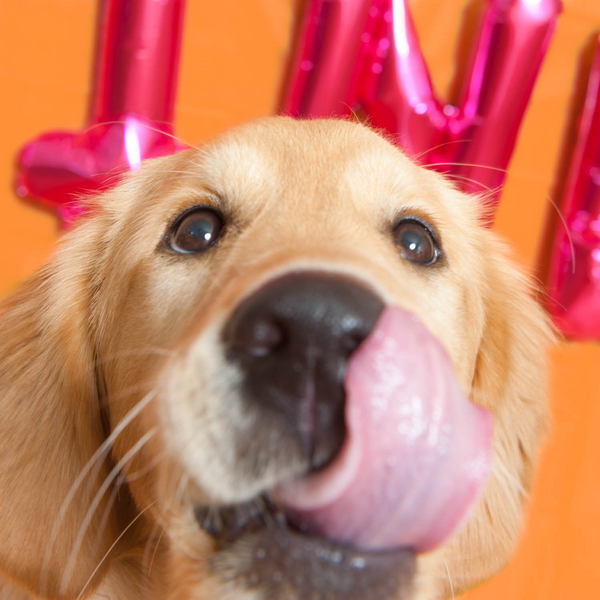 dog tongue out, puppy licking nose, Valentine puppy photos