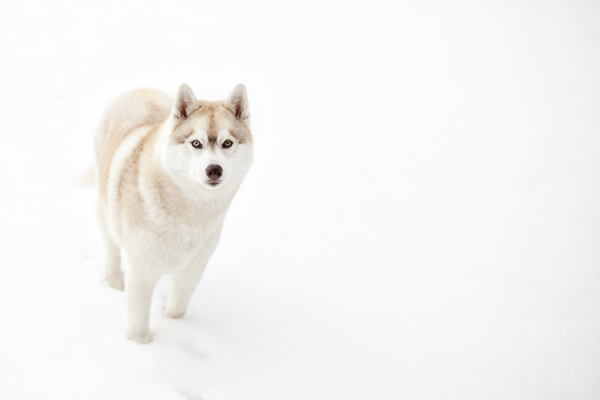 stunning red Husky in snow, lifestyle dog portraits