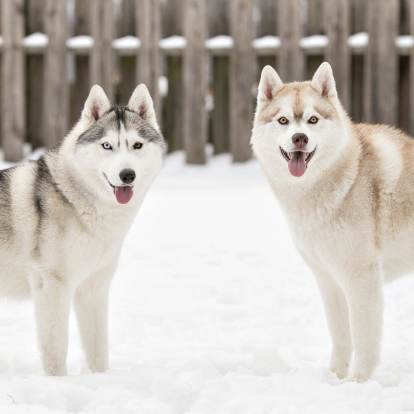 Snow Huskies , lifestyle dog photography