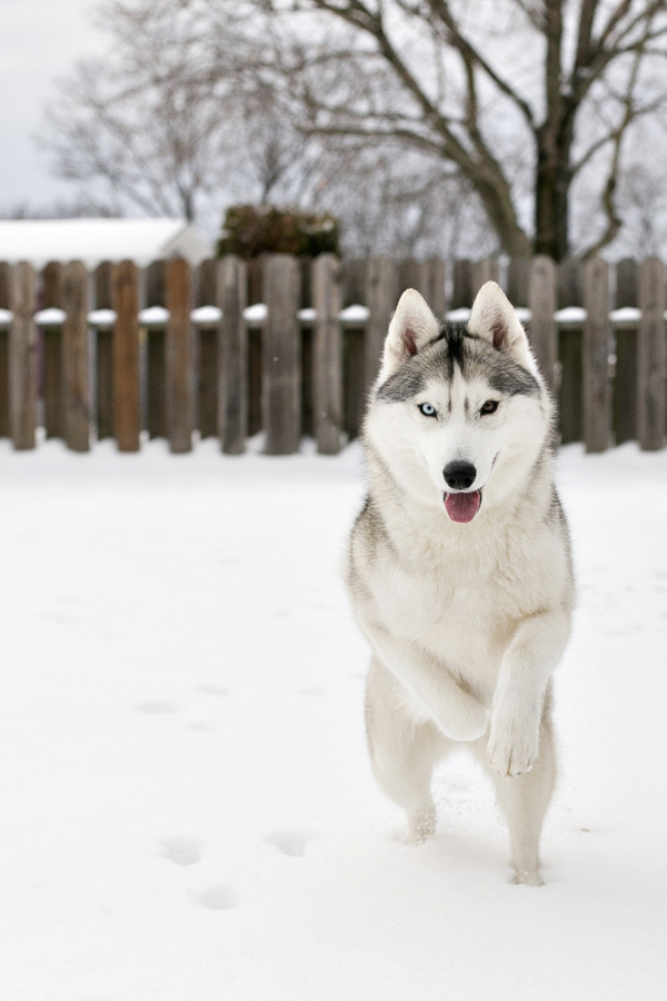 Silver Siberian Husky jumping, snow dogs, blue eye, brown eye