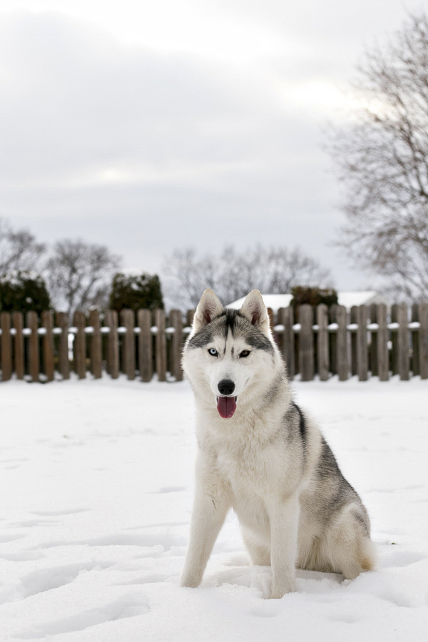 Snow Huskies (14 of 14) Daily Dog TagDaily Dog Tag