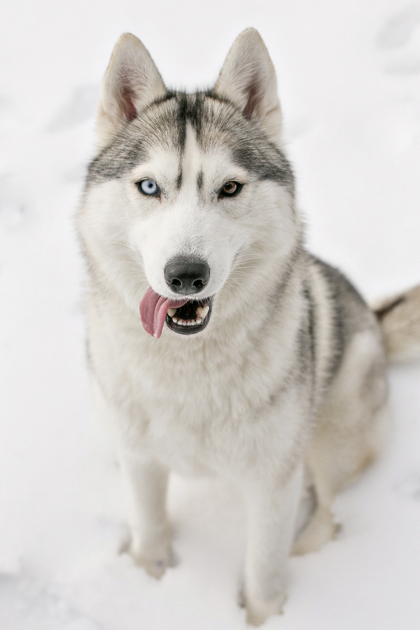 silver Siberian Husky sitting snow, dog tongue out photo