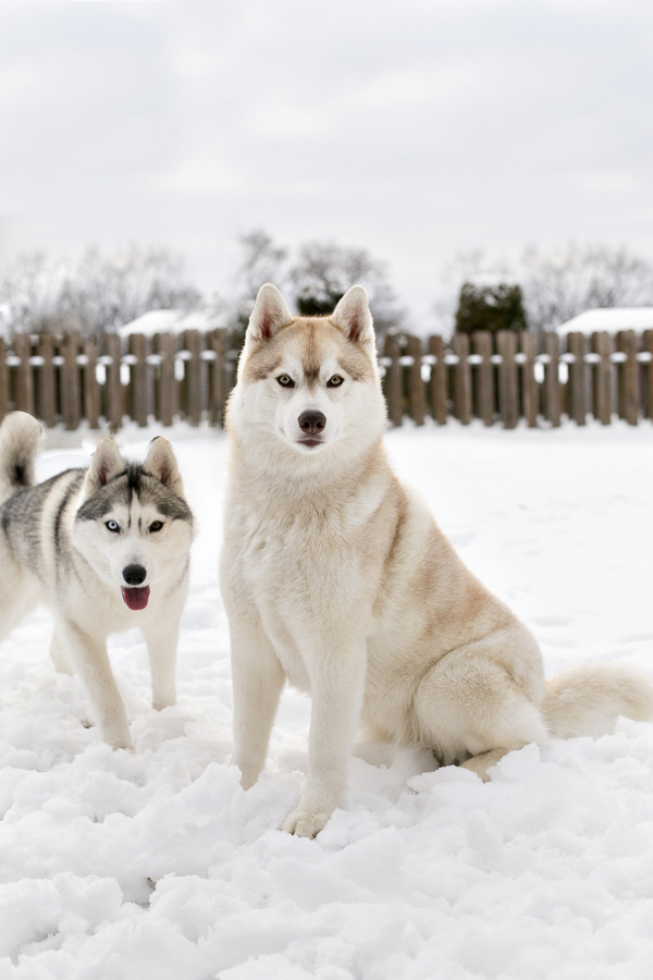 gorgeous Siberian Huskies, snow dogs portraits