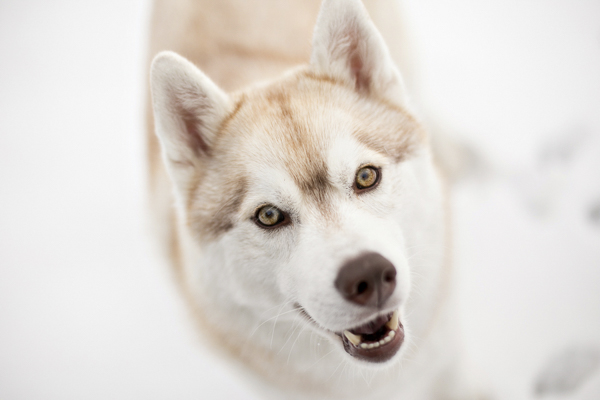 snow dog, red Siberian Husky, Pittsburgh pet photography