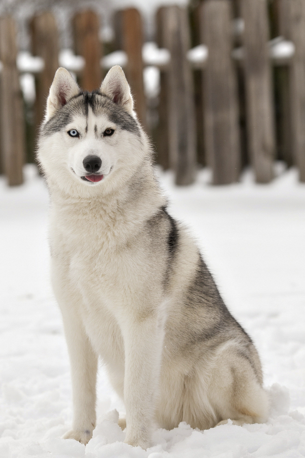 silver Siberian Husky, on location dog photography, snow