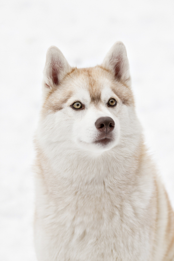 beautiful light red Siberian Husky, brown eyes in snow