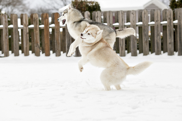 Snow Huskies, Huskies jumping on each other