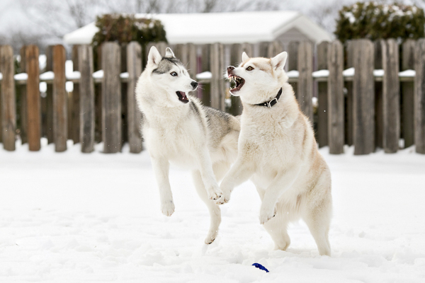 Siberian Huskies react to early spring prediction on Groundhog Day