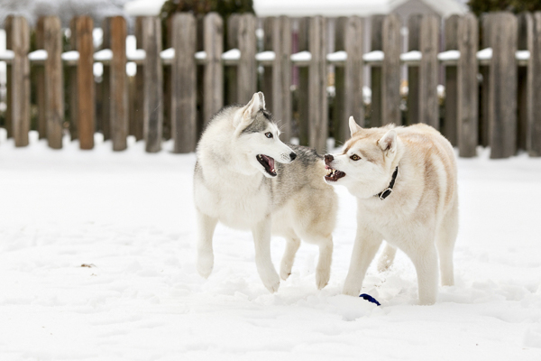 Snow Huskies talking/playing , snow dogs