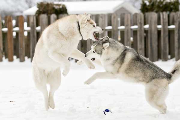 Snow Huskies play fighting, Pittsburgh dog photography