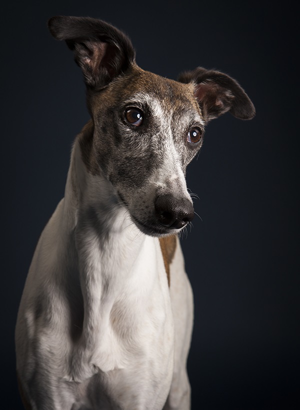 Whippet, studio dog photography by Angel Sallade Sighthound Project 