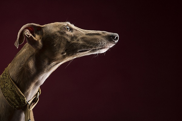  Galgos- studio pet photography © Angel Sallade Photography | The Sighthound Project 