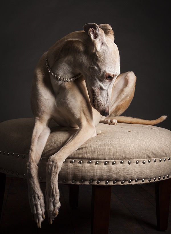 Angel Sallade Sighthound Project- Bunny the Greyhound, dogs on furniture