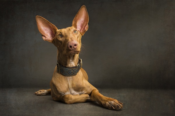 studio dog photography, The Sighthound Project