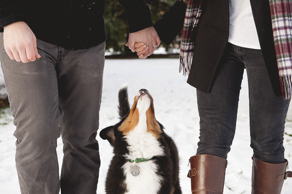 Bernese Mountain Dog puppy looking up at couple's hands