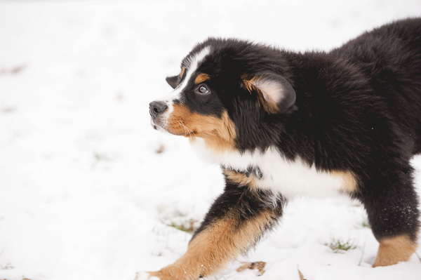 adorable Bernese Mountain Dog puppy ears flapping, 