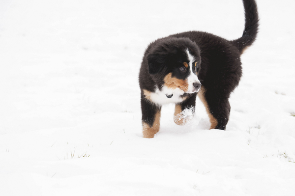 Berner puppy in snow