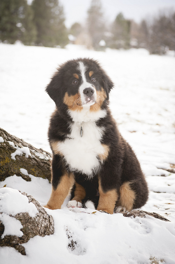 super cute Bernese Mountain dog puppy in snow