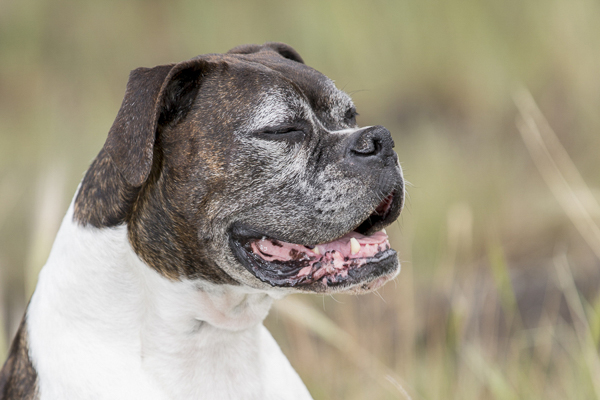 smiling senior brindle Boxer in field, on location dog photography © Tangled Lilac Photography