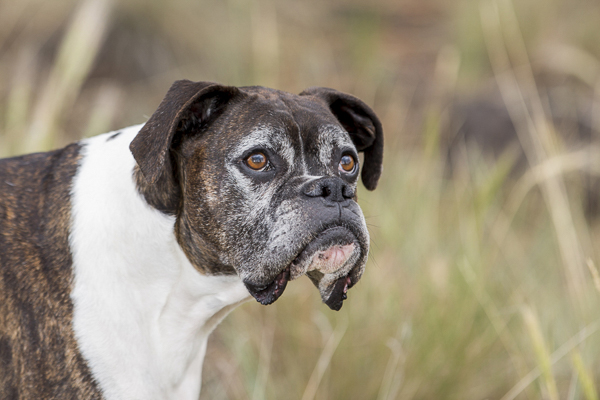 expressive-Boxer, Boxer-in-field © Tangled Lilac Photography