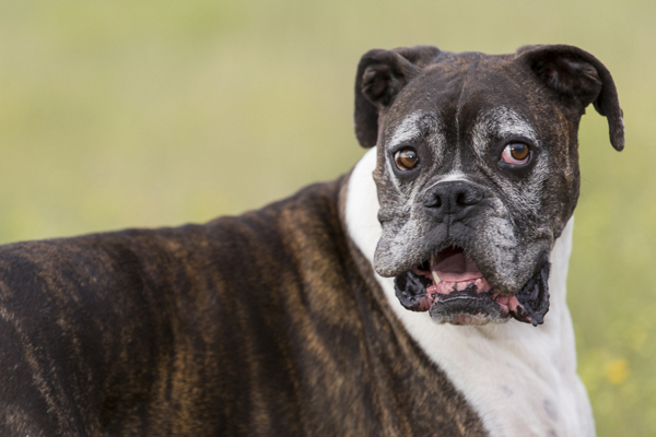 Goofy Boxer expression © Tangled Lilac Photography
