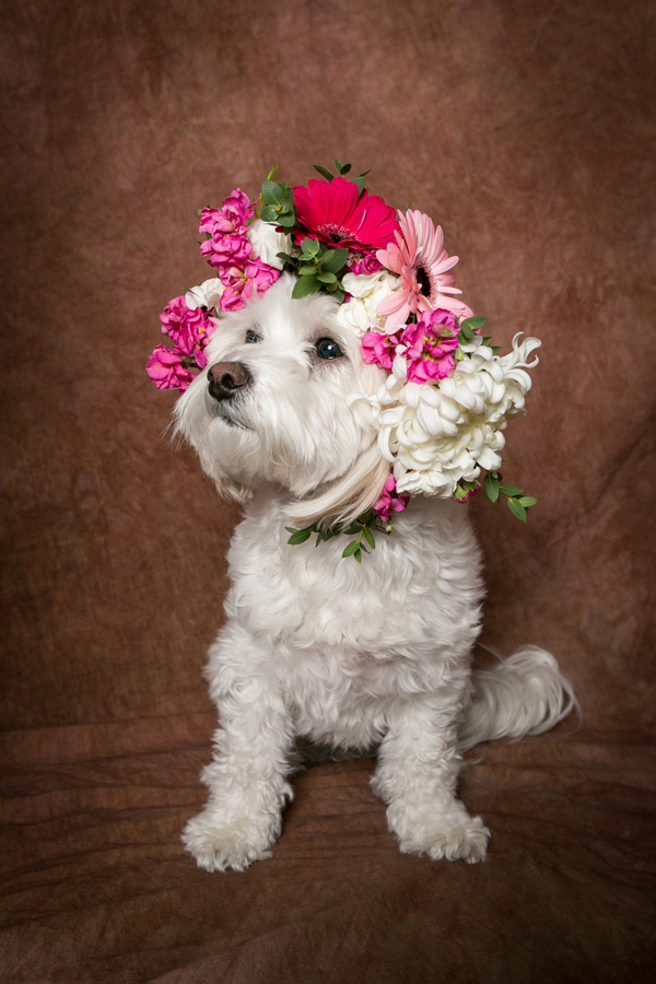 Small white dog wearing flower crown, 