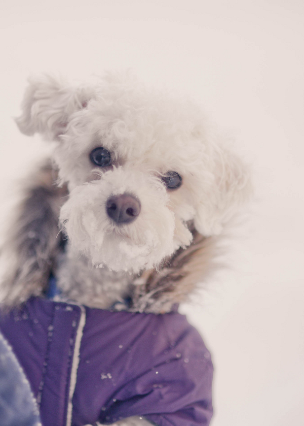 ©Laurentina Photography | small white dog wearing purple coat, Snowzilla 2016, Bichon Bolognese