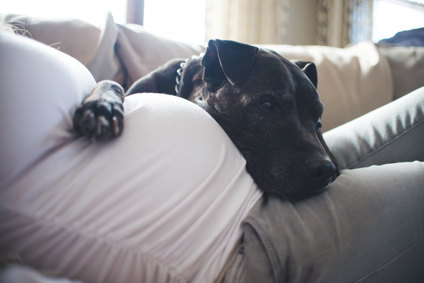 pitbull resting head on baby bump
