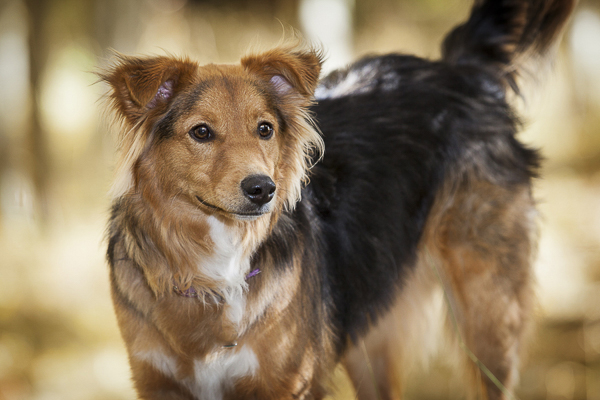 Intelligent young dog standing, beautiful dog portraits