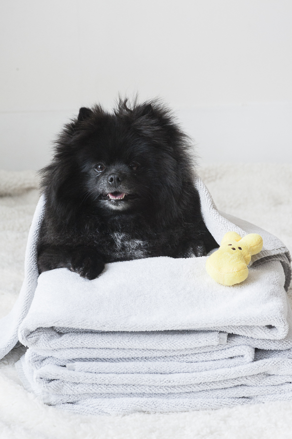 Petsmart Grooming Before and After by The Daily Dog Tag Daily Dog Tag