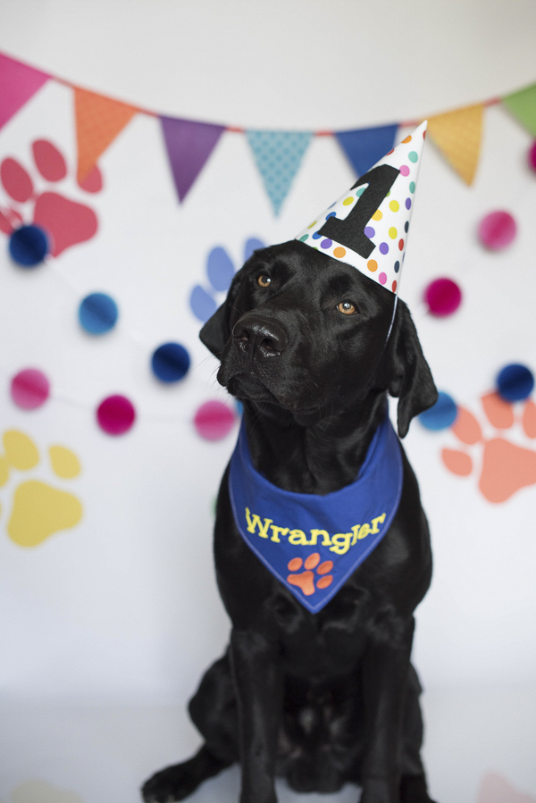 Handsome black lab wearing birthday hat and blue bandanna, studio dog photography