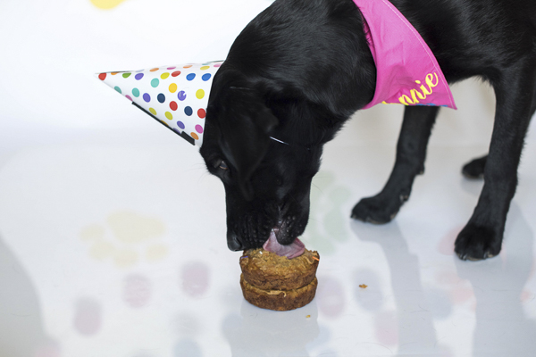 Birthday dog enjoying treat