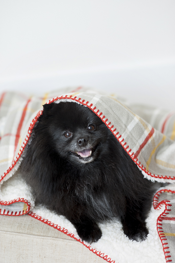 fluffy black Pomeranian lying under blanket