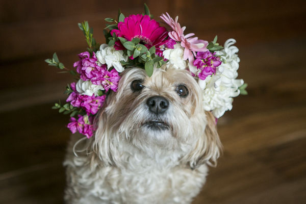 small dog wearing flowers